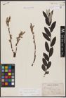Foto von Salix caprea L. x Salix eleagnos Scop.